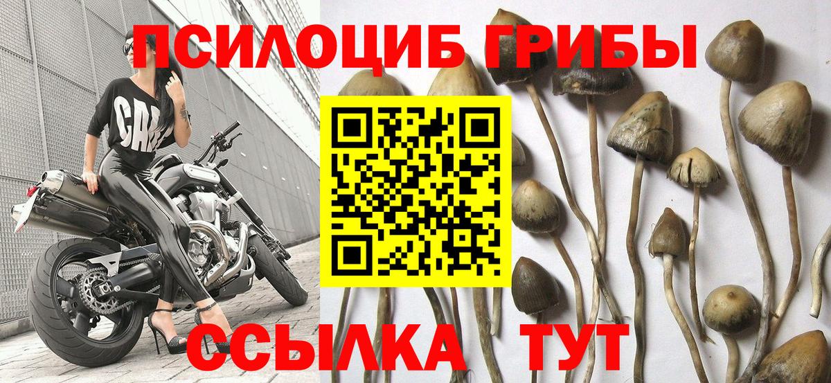 Псилоцибиновые грибы GOLDEN TEACHER Тихорецк